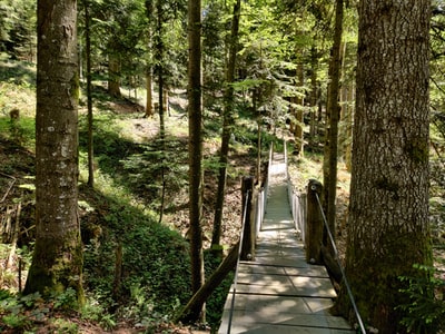 树林中的棕色木桥